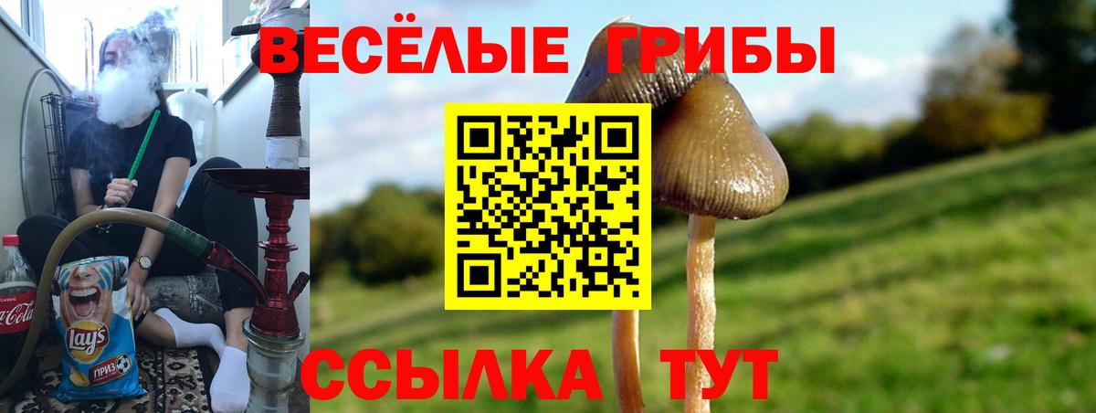 Грязи  Псилоцибиновые грибы GOLDEN TEACHER  Галлюциногенные грибы Psilocybe  Вход с VPN 